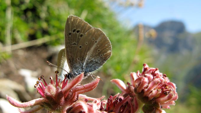 photo macro originale